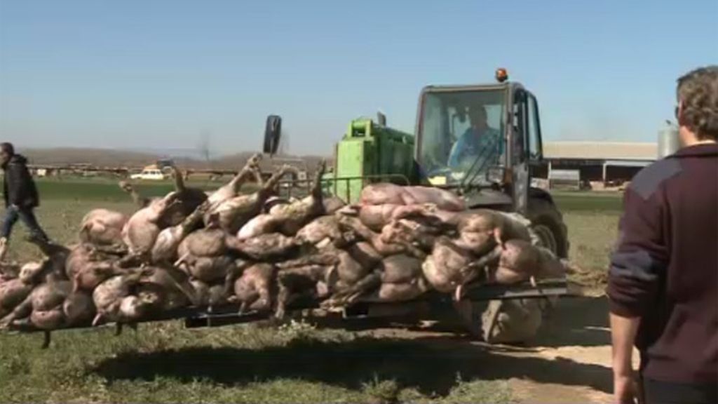 Más de 10.000 cabezas de ganado han muerto por la crecida del Ebro