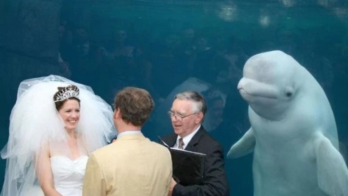 Una beluga increpa a una pareja mientras se casa en un acuario y la imagen se hace viral