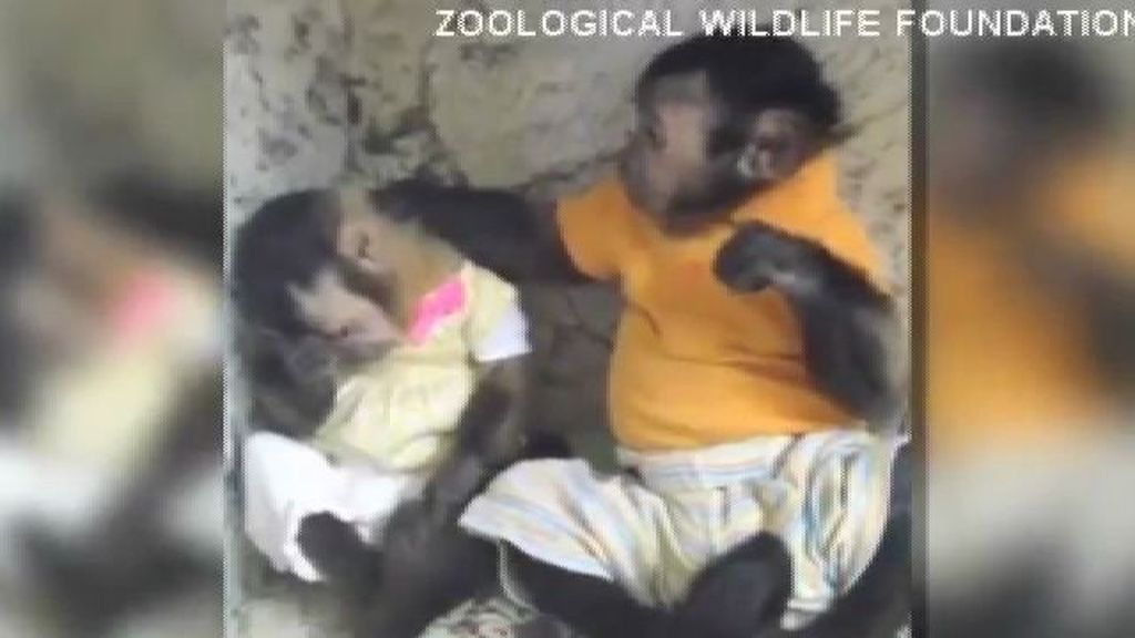 Un mono consuela y abraza a su compañera al verla triste