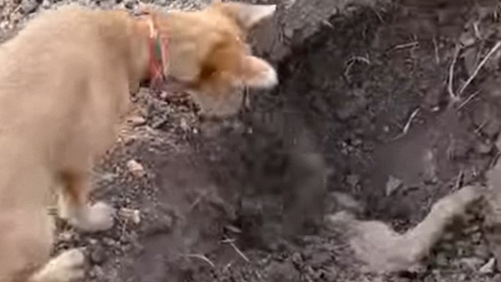 Impactante momento en el que un perro entierra a su hermano muerto