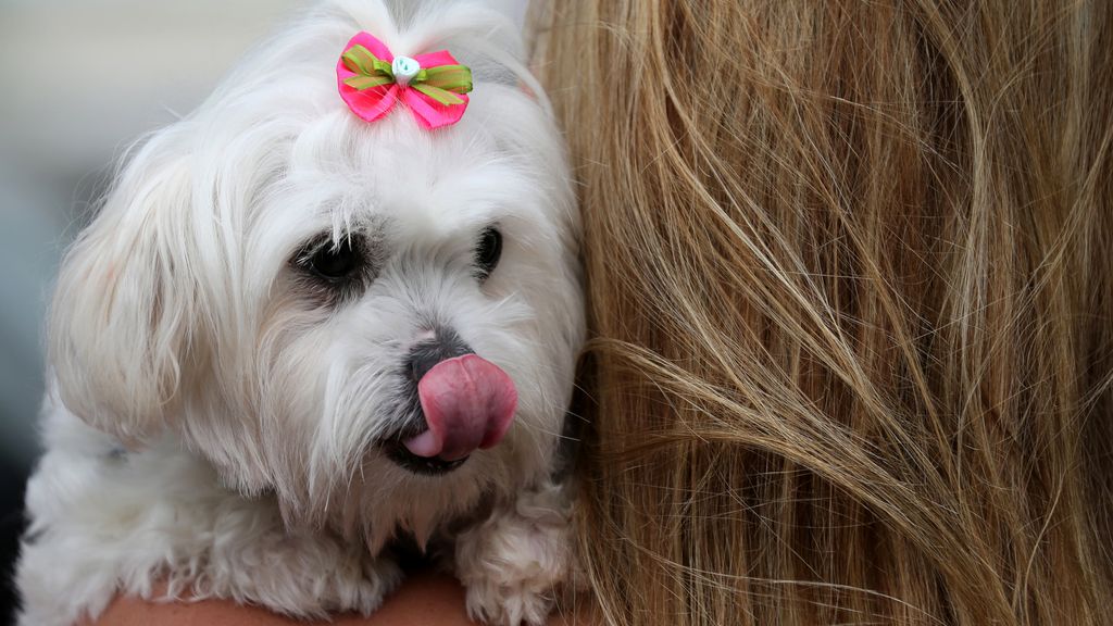 Río de Janeiro celebra un año más el 'Blocao', su famoso carnaval canino
