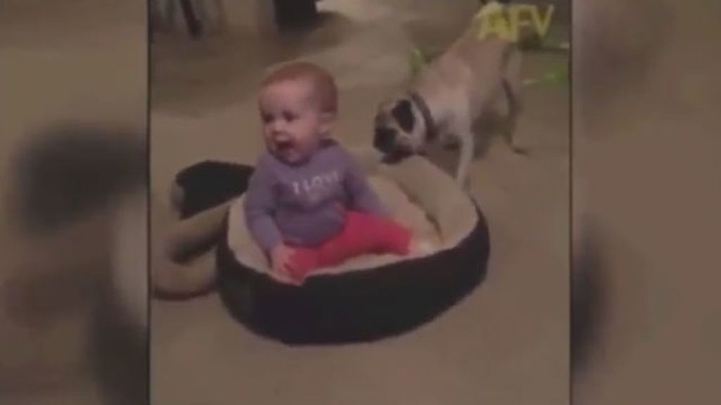 La tierna pelea entre un perro y un bebé por una cama se convierte en viral