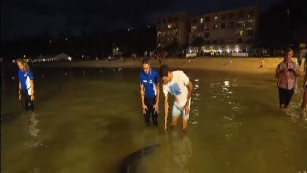 Federer se mete en el agua para alimentar a delfines