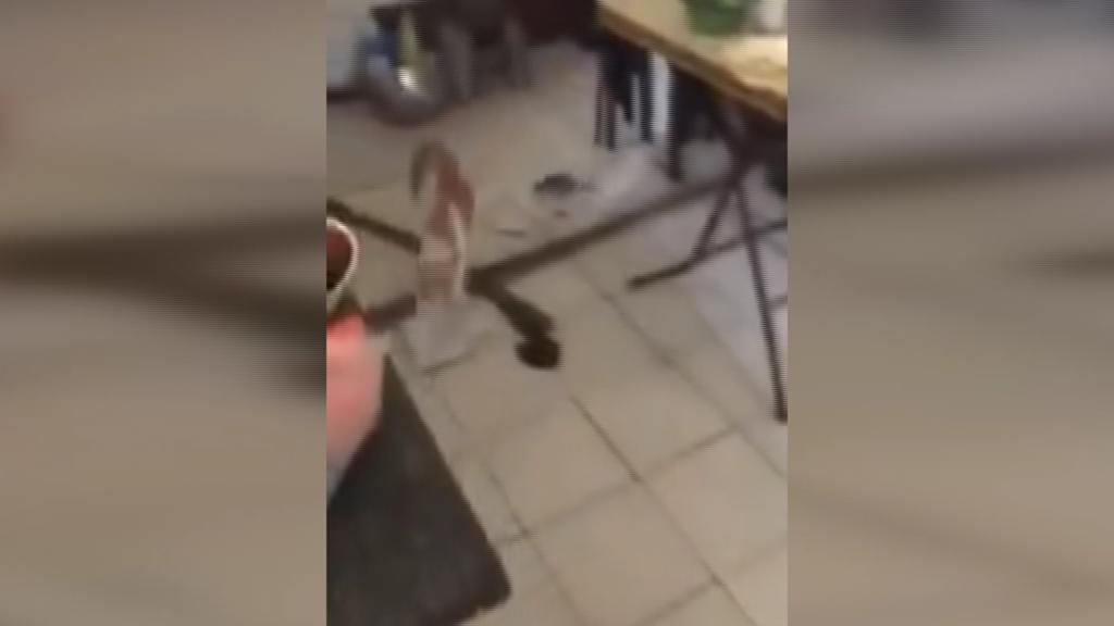 Un gato huye como puede del acoso y ataque… ¡de un ratón!