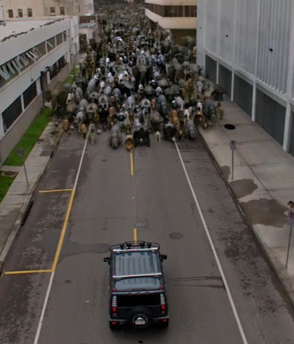 animales salvajes en la calle