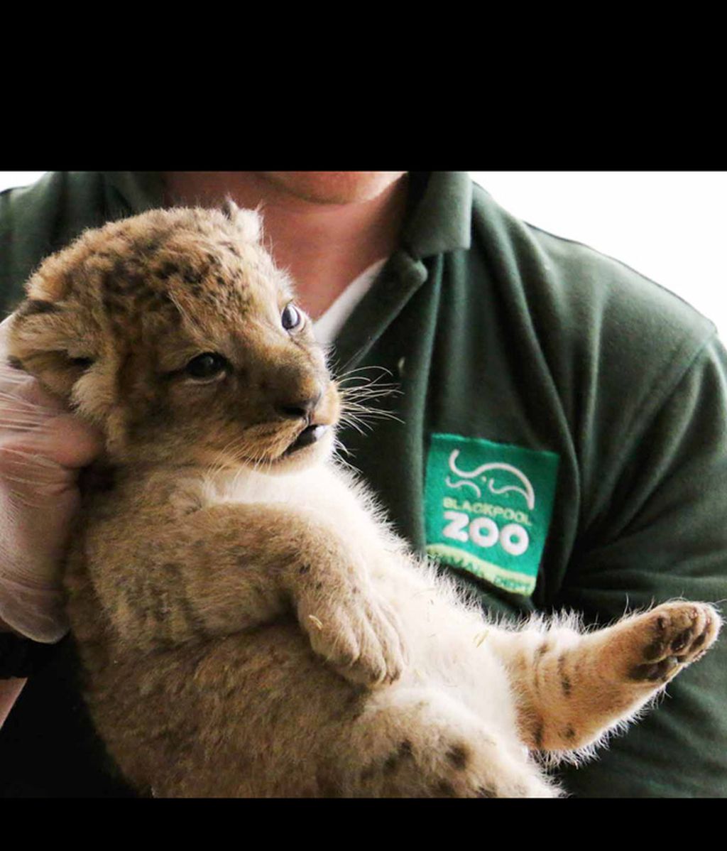 Dicen que los leones son peligrosos, pero viendo a estos cachorrillos no pensarás lo mismo
