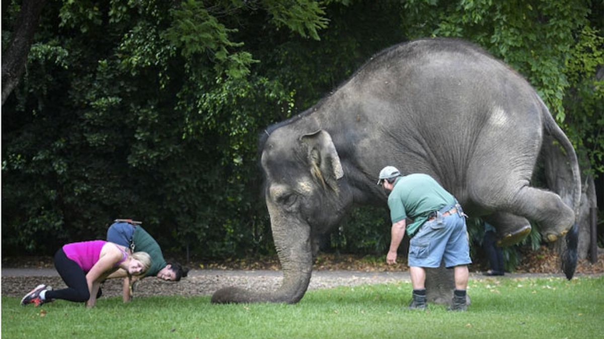 elefante yoga, zoológico Perth
