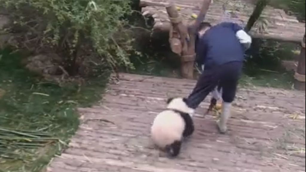 El amor de un pequeño oso panda supera todos los obstáculos