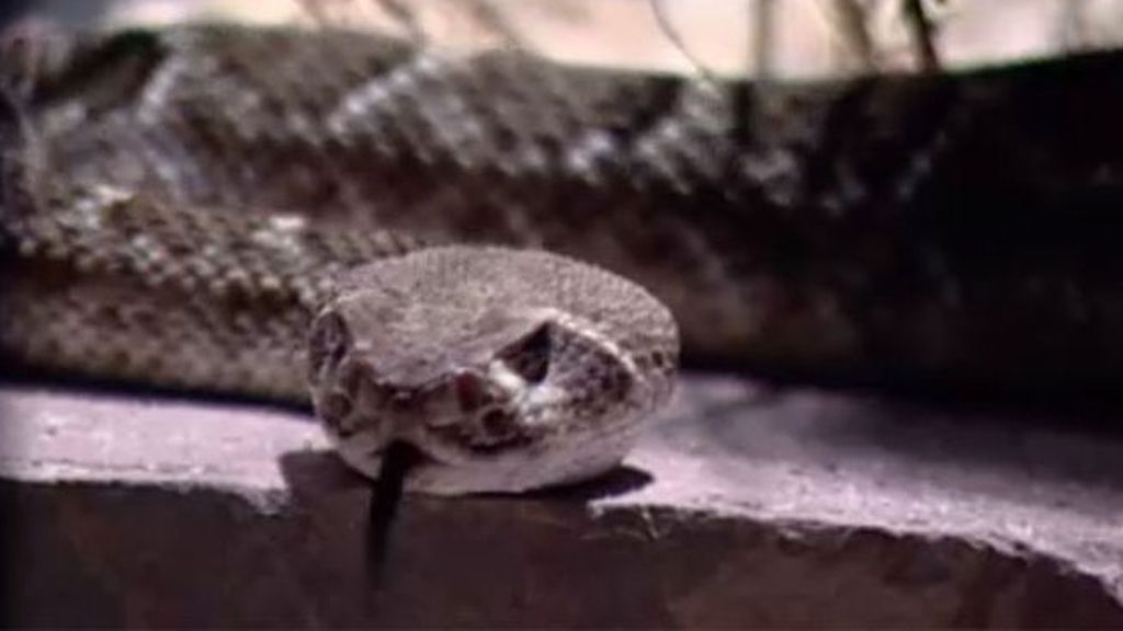 Ingresado tras la mordedura de una serpiente de cascabel en Madrid