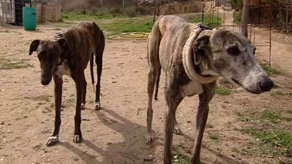 El abandono y maltrato de galgos sigue siendo un problema