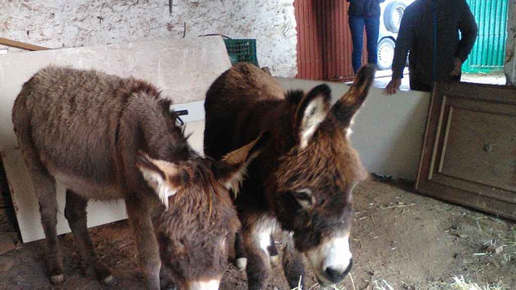 Dos burros son adoptados en Benagéber tras sufrir malos tratos