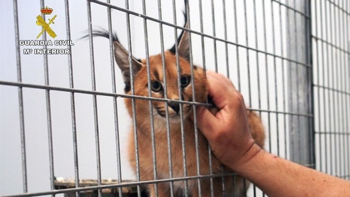 Localizan en una vivienda de Murcia unos 100 animales para traficar con ellos