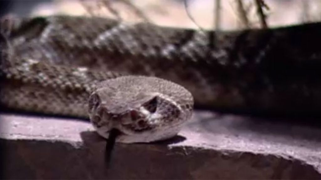 Ingresado tras la mordedura de una serpiente de cascabel en un parque de Madrid