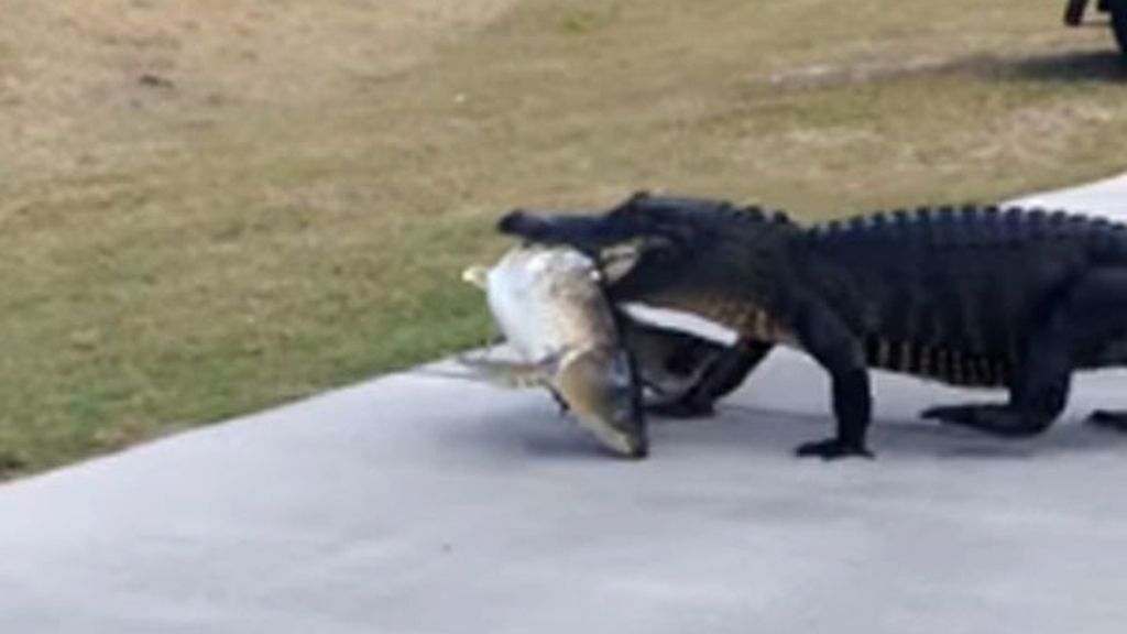 Un cocodrilo con su enorme presa atraviesa un campo de golf en Florida