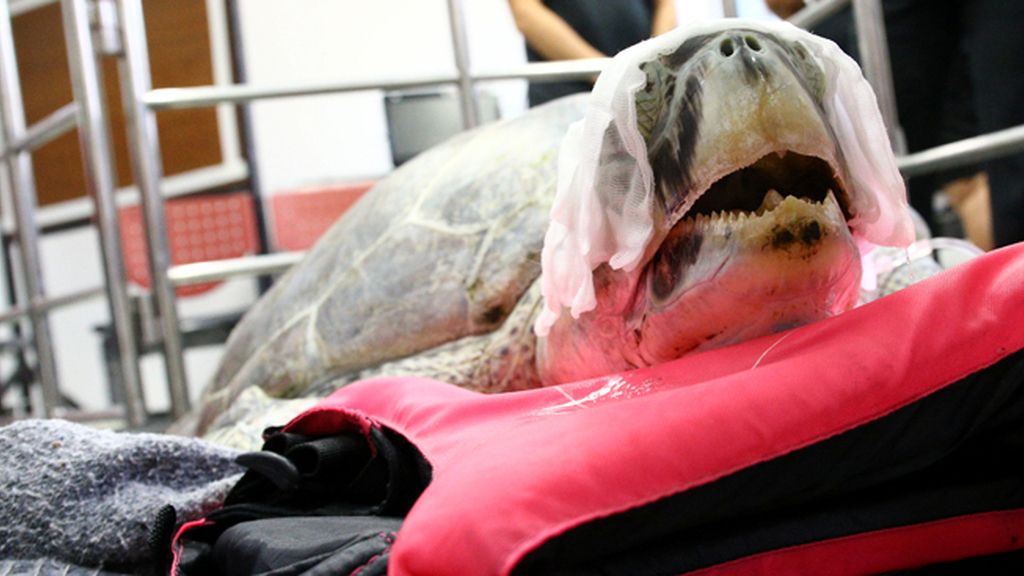 Extraen casi mil monedas del estómago de una tortuga marina en Tailandia