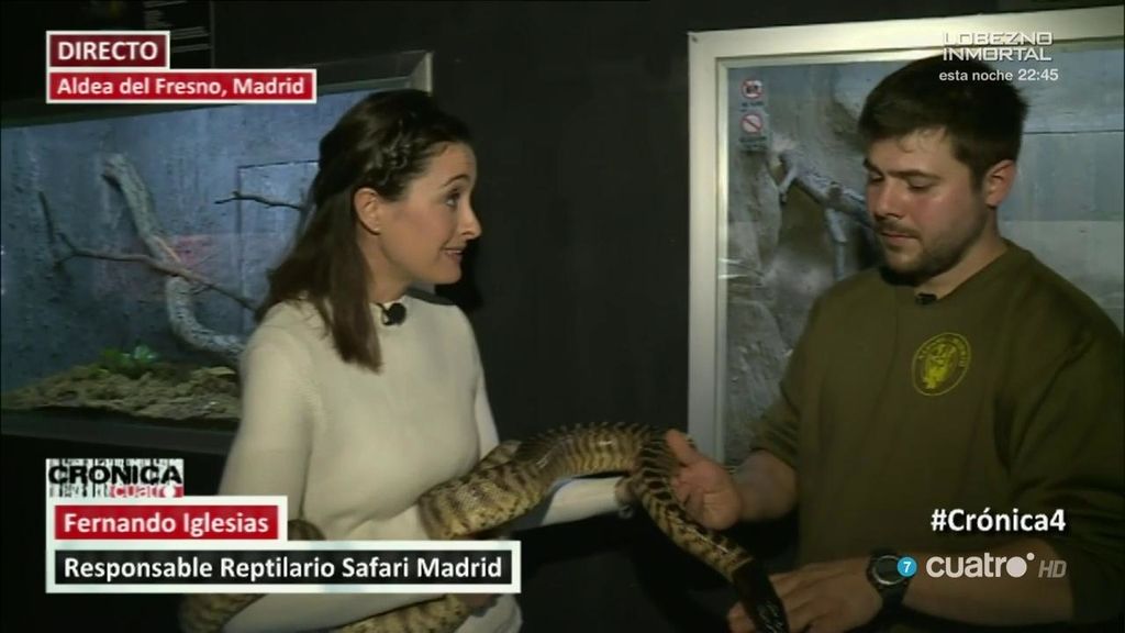 Peligrosas 'mascotas': ingresado en Madrid tras el ataque de una serpiente de cascabel