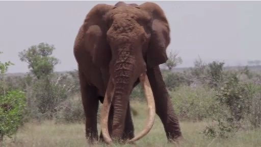 Asesinan a un elefante "tusker", la raza con los colmillos más grandes del mundo