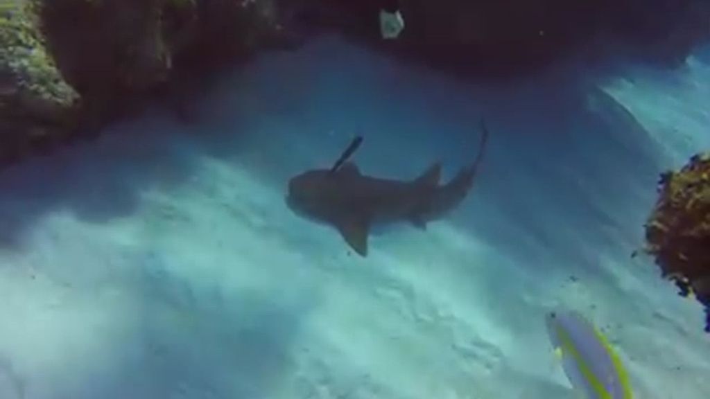 El buceador que amaba a los tiburones