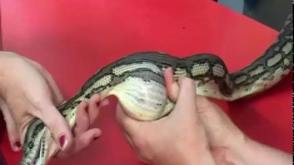 La serpiente que casi muere por equivocarse de menú