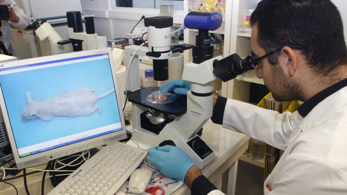 Crean el primer embrión artificial de ratón a partir de células madre