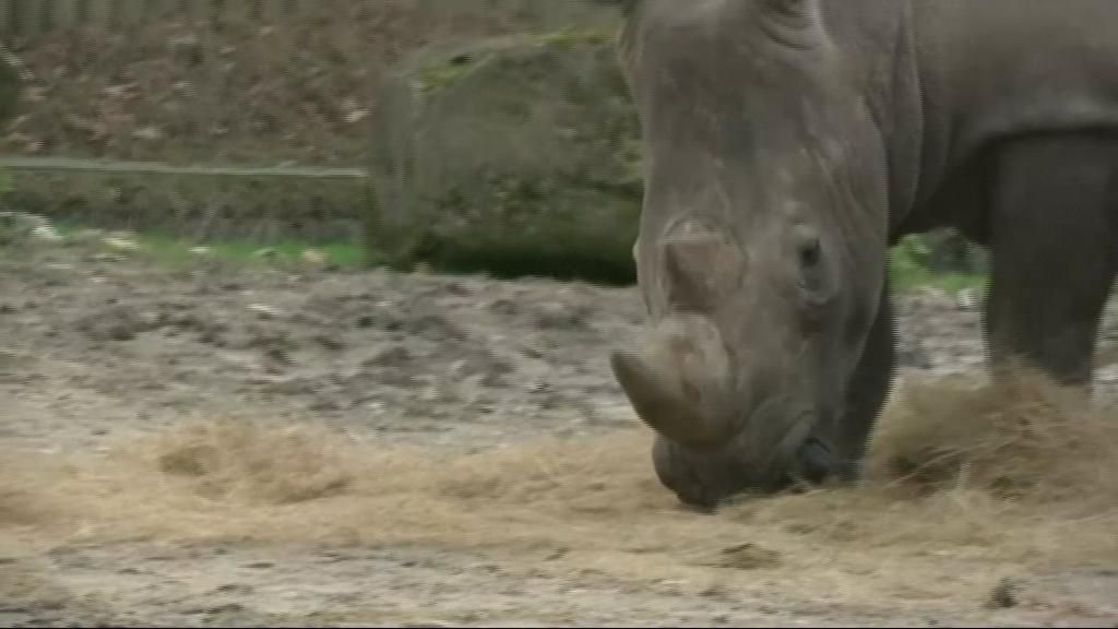 Matan a un rinoceronte en un zoo francés para robarle el cuerno