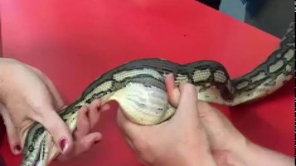 La serpiente que casi muere por equivocarse de menú