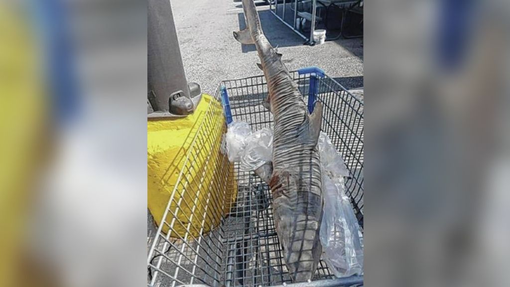 Un enorme tiburón muerto aparece en el carro de la compra de un supermercado