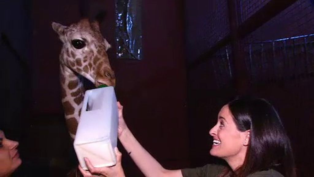Le damos el biberón a Luisa, ¡esta adorable jirafa de tres meses!