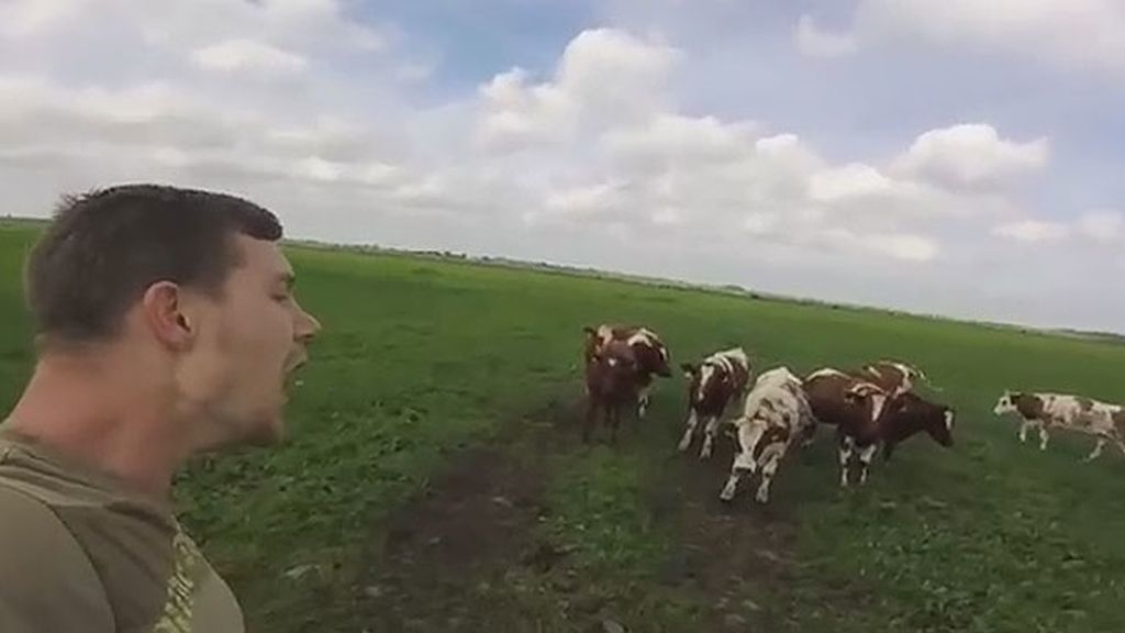 El hombre que 'susurraba' a las vacas... y estas le respondían