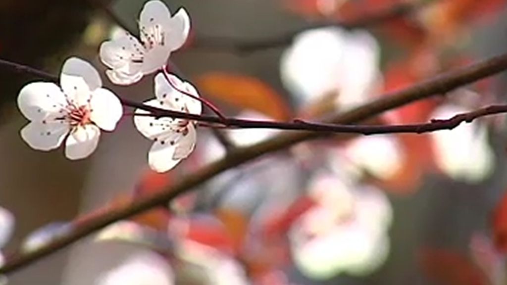 Las flores de los ciruelos gallegos se adelantan a la primavera