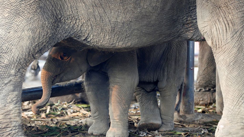 Tailandia celebra el día del elefante