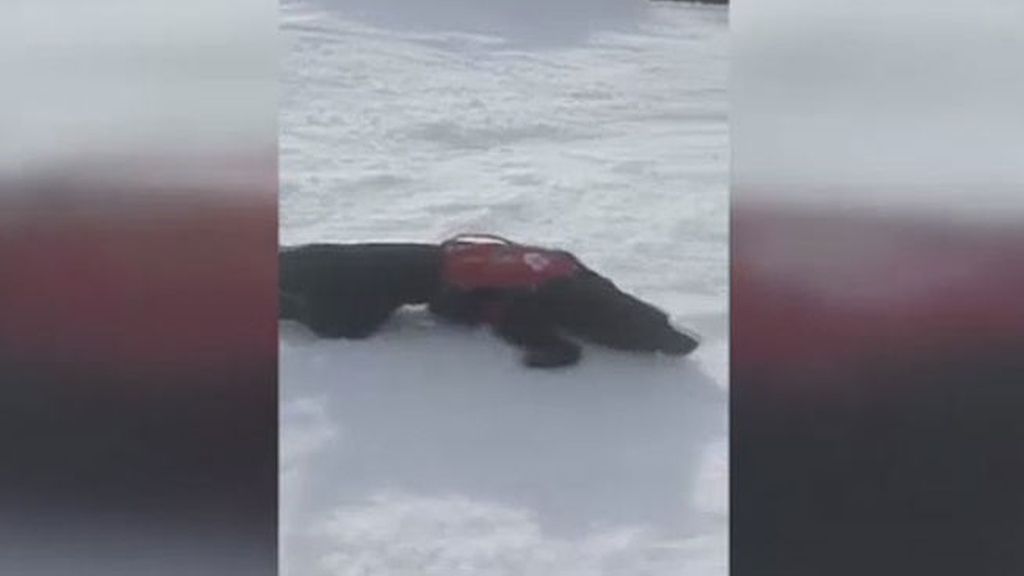 La divertida forma de relajarse en la nieve de un perro rescatador