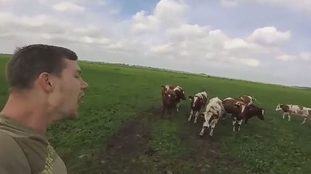 El hombre que 'susurraba' a las vacas... y estas le respondían