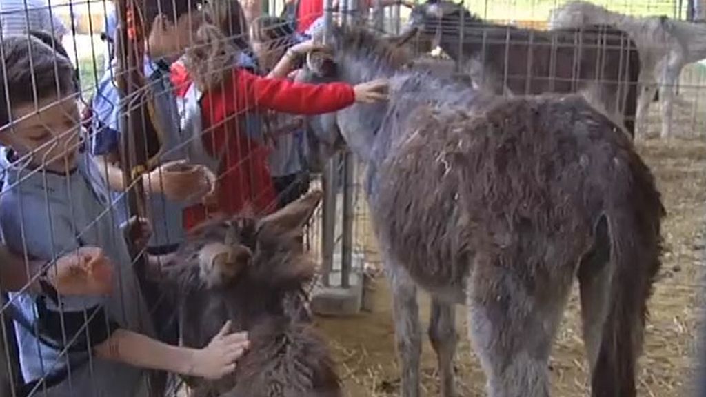 Cuando el mejor terapeuta para tu hijo resulta ser un burro