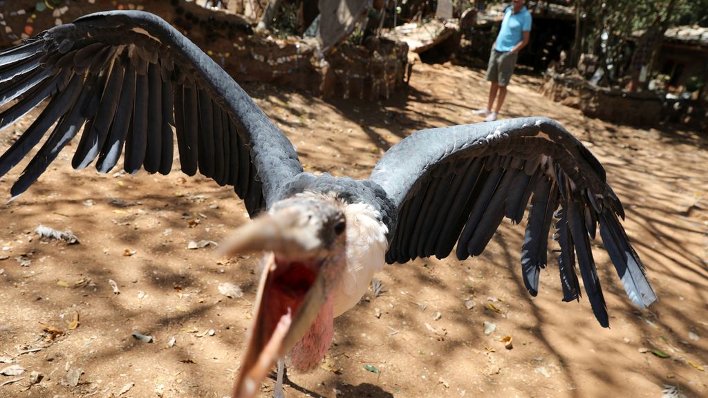 Un marabú que lucha por su territorio