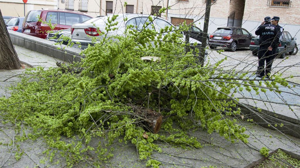 Muere una niña de 12 años tras caerle encima la rama de un árbol