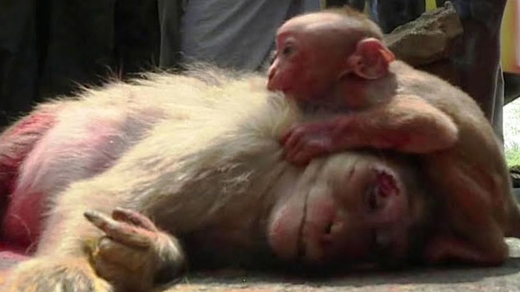 El vídeo que te romperá el corazón: La cría de mono que llora a su madre muerta