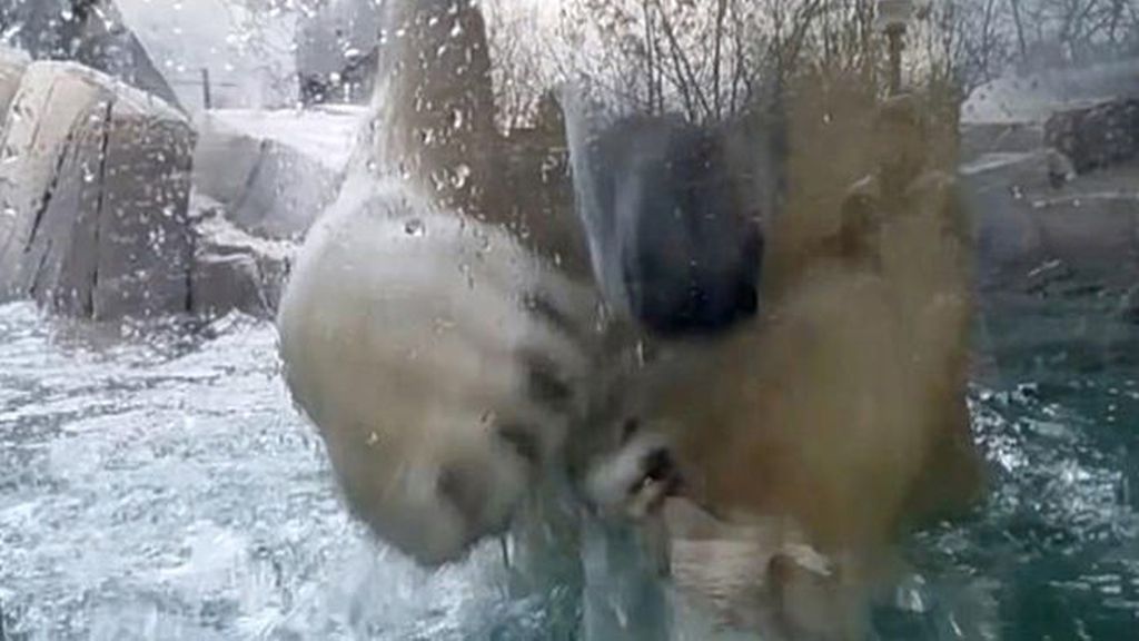 La desesperación de un oso polar encerrado en un zoo