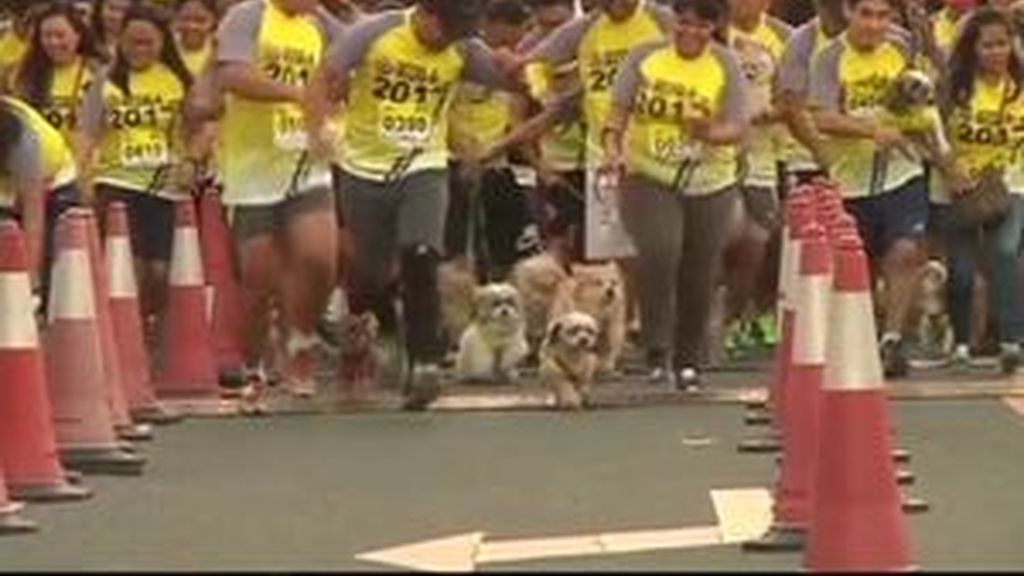 En Manila, los perros piden justicia para las mascotas