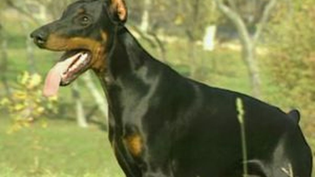 Prohibido cortar el rabo o las orejas a los perros