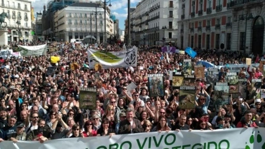 2.500 personas se manifiestan en defensa del lobo ibérico