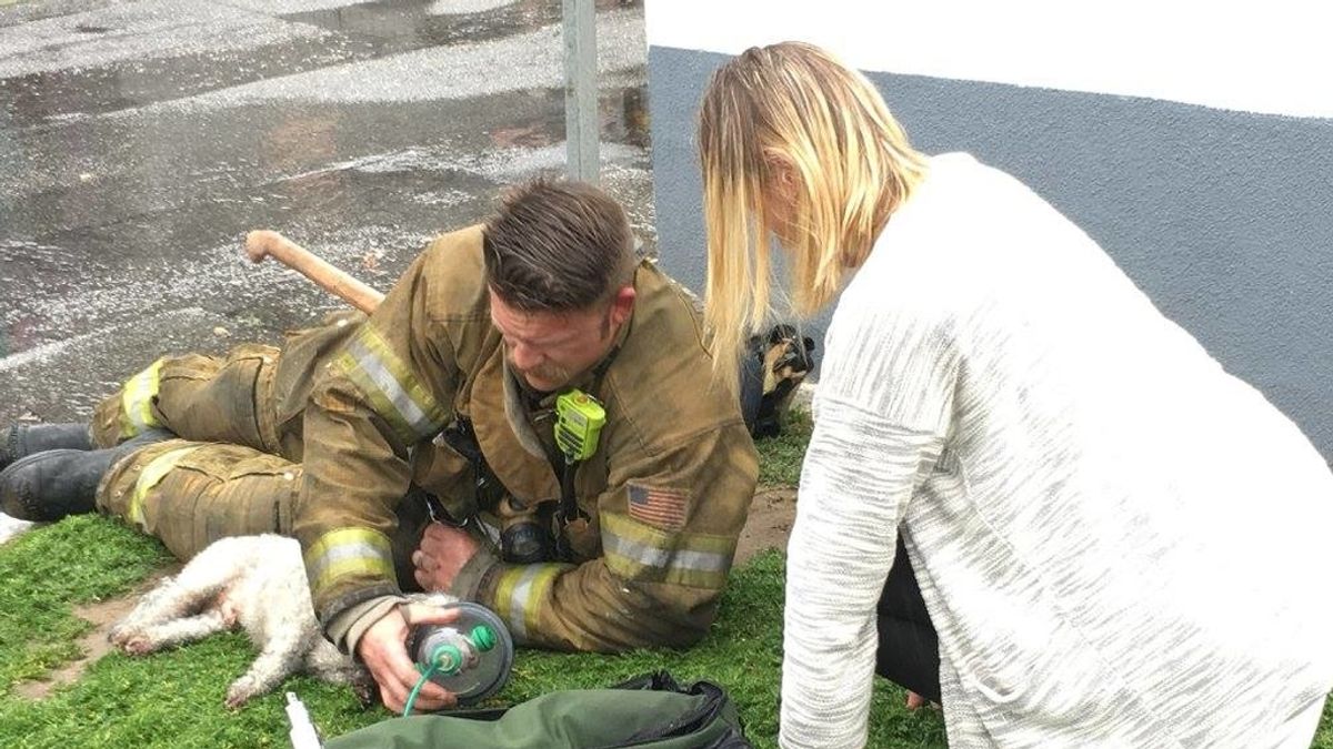 Unos bomberos acuden a sofocar un incendio y acaban resucitando a un perro