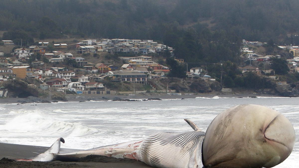 Ballena varada en Chile con una extraña protuberancia