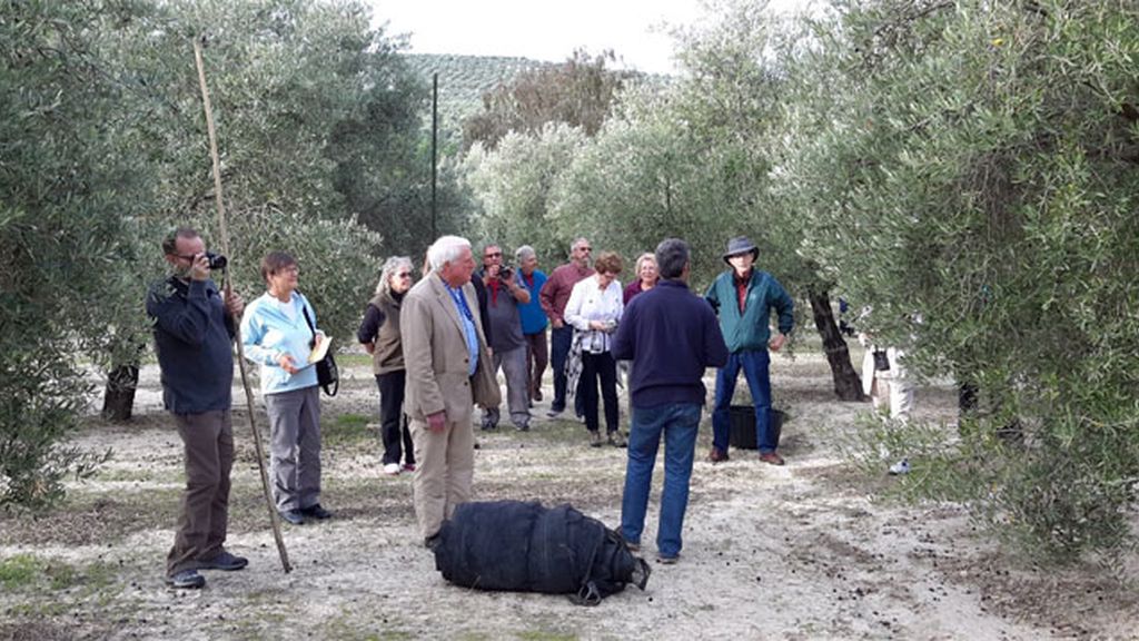 Varear olivos, turismo cultural