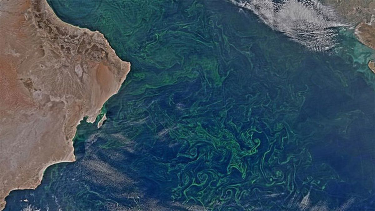 Algas en el Mar Arábigo