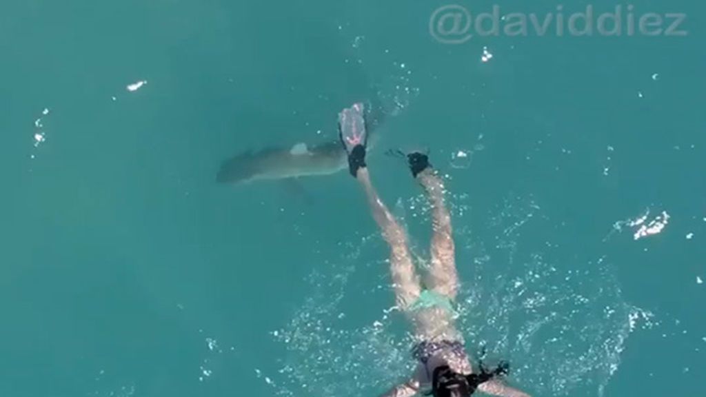 Graba el aterrador momento en el que un tiburón 'acaricia' a su novia
