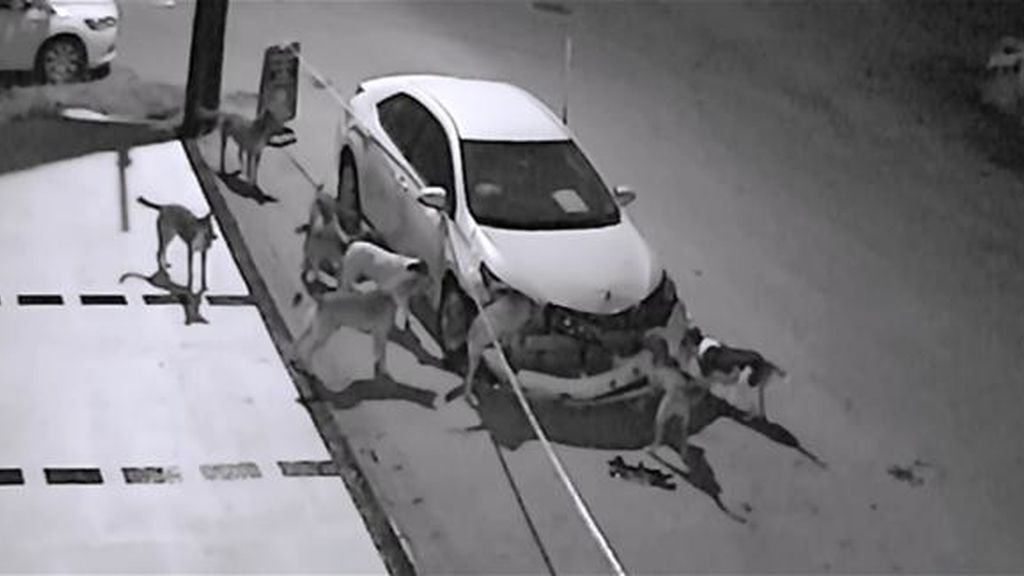 Una banda de perros vagabundos es pillada in fraganti destrozando un vehículo