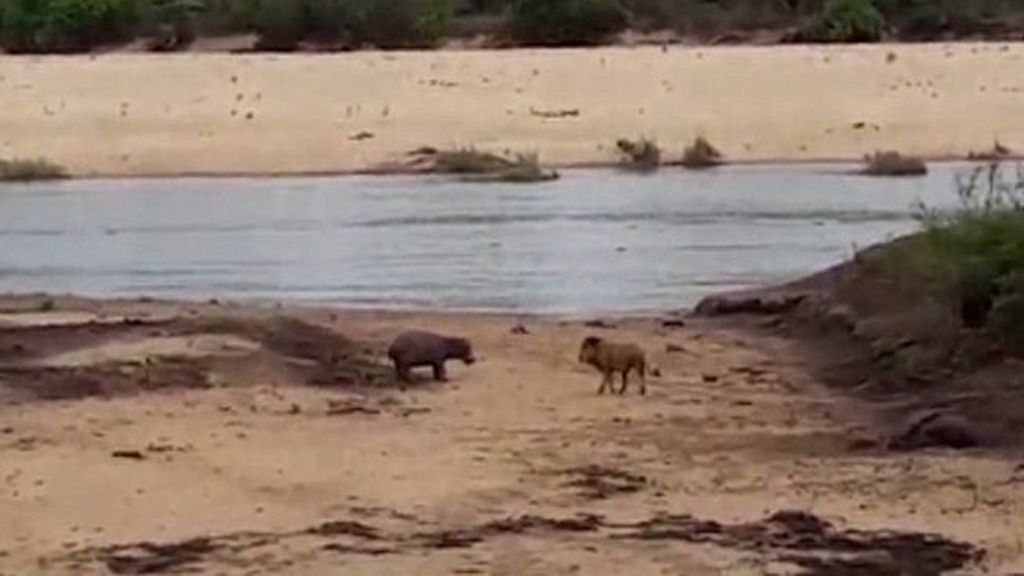 Una cría de hipopótamo defiende a su madre del ataque de un león