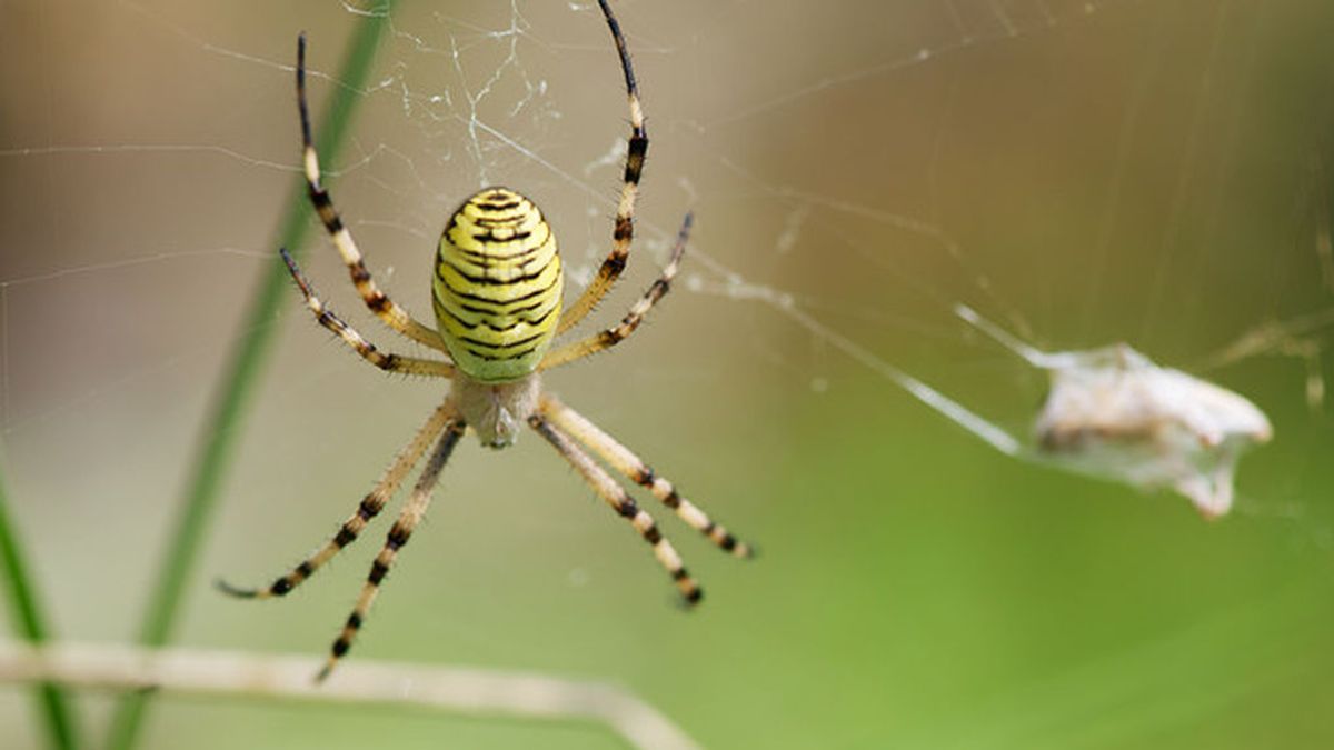 Las arañas podrían comernos a todos y... se quedarían con hambre