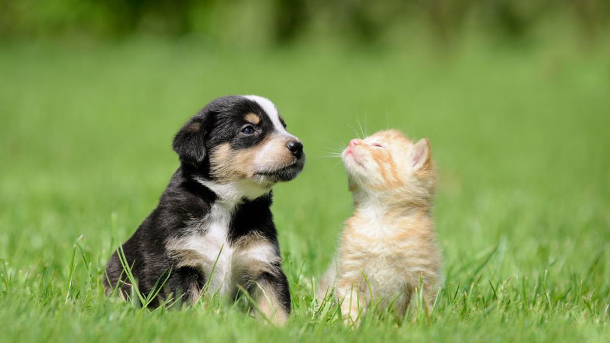 Gatos o perros, ¿quién es el mejor amigo del hombre?